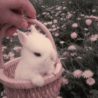 chat akward’a
