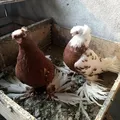 Andijon kaptar bozori