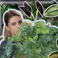 🌿AngeliLeaf🌿