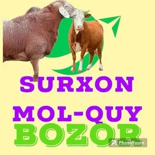 Surxondaryo angor tumani mol bozori gruppasi (2024.04.22).