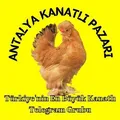 Antalya Kanatlı Pazarı🇹🇷