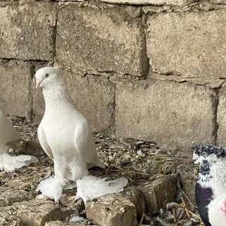 АНДИЖОН ЗОТ КАБУТАР ГУРУПАСИ