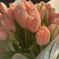 🌸🌺Asmo Flowers🌸🌺