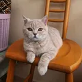 🐾 Cins Kedi Sahiplendirme ve Eş Bulma Platformu 🐾
