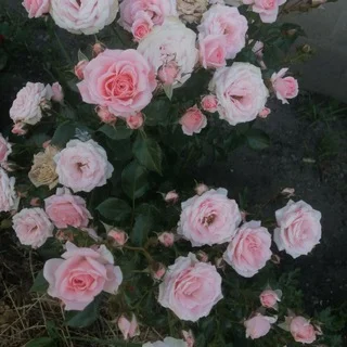 Ботаничка Черноземья 🌷