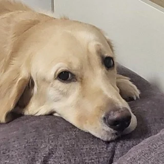 개판