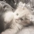 Взаимная подписка | реакции