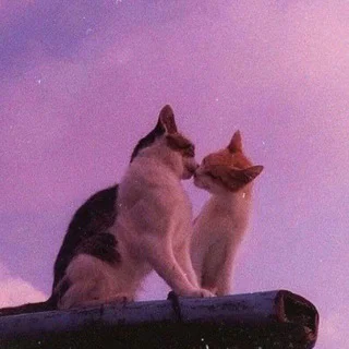 Чат 💖 Ульск!