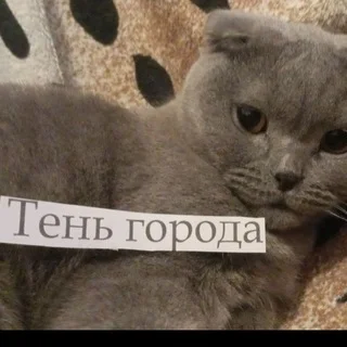 чат Тень Города