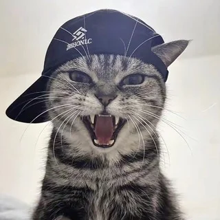 🍓🍓😸 ⋆. 𝑴𝒆𝒐𝒘 ⋆. 😽🍓🍓