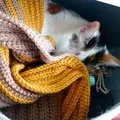 Crochet along