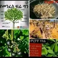 መርጌታ አባ መርከብ የባህል ህክምና አገልግሎት