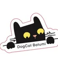 Dogcat_batumi cats 🐱