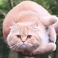 $FSC Flying Spinning Cat | CTO