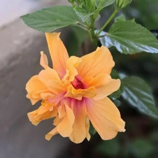 Gʻallaorol gullari,