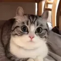 DobriDobri Chat