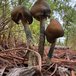 Trippa Snippa🍄💊