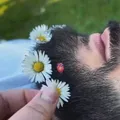 Групаи чак чак