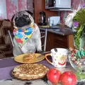 мопсики