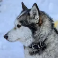 ХАТАНГА