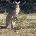 Australia- Voice for Iranian visa applicants
