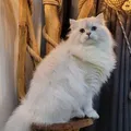 CİNS KEDİ BİLGİLENDİRME