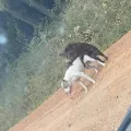 Kotki Jarka 🐯