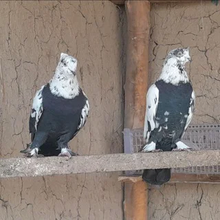 ШАХРИХОН СЕГАЗАКУМ КАБУТАРЛАРИ 🕊🕊