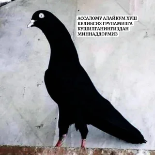 🕊УЗБЕК УЧКУР ЗОТЛАРИ🕊