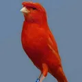 NAMANGAN KANAREKA OLAMI