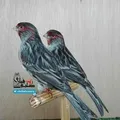 🥇KaNaReyKa ishqbozlari.🕊🕊