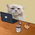 돈캇즈 에어드랍 퍼프덱스 바이브코딩 예측시장 오마카세