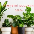 Кімнатні,Садові рослини.Обмін.Продаж.Розсада в Одесі