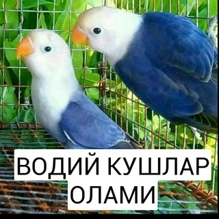 ВОДИЙ КУШЛАР ОЛАМИ
