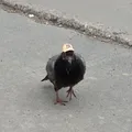Голубиная Почта