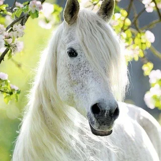Eng chiroylik otlar chat🐎
