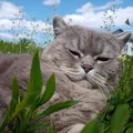 Потеряшки(Самара) Chat