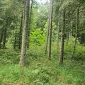 Land of WARREN KEEP Forest
