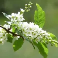 СНТ Шомырт