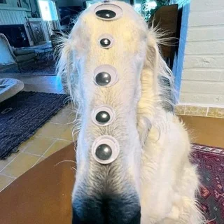 skipachat