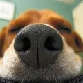 🐶Собачники Мосфильма
