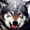 🐺Tamboff-wolf🐺