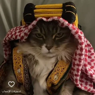 𝐓𝐄𝐀𝐌 𝐅𝐈𝐆𝐇𝐓𝐄𝐑