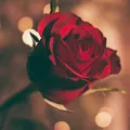 𝚆𝚑𝚒𝚜𝚙𝚎𝚛𝚜 𝙸𝚗 𝚃𝚑𝚎 𝚅𝚘𝚒𝚍 🥀