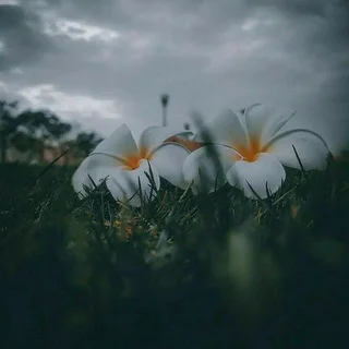 නිදහස් නවාතැන 🥺🥀
