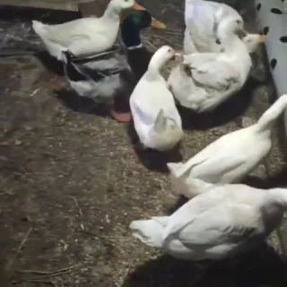 Homestead survive